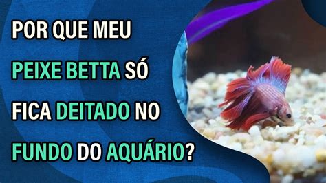 peixe betta so fica em cima do aquario